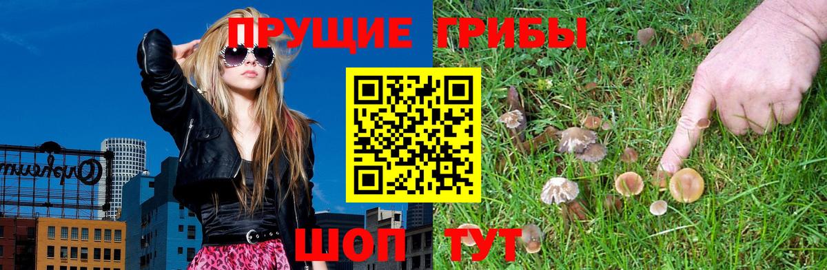 Псилоцибиновые грибы Psilocybe Алексеевка